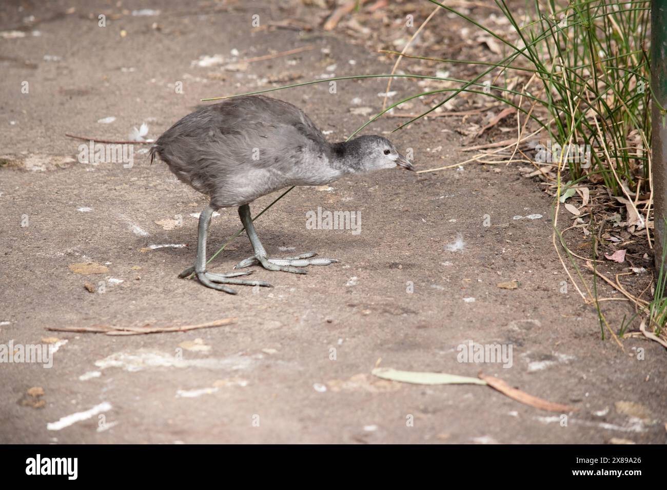 Il pulcino eurasiatico è grigio quando è piccolo Foto Stock