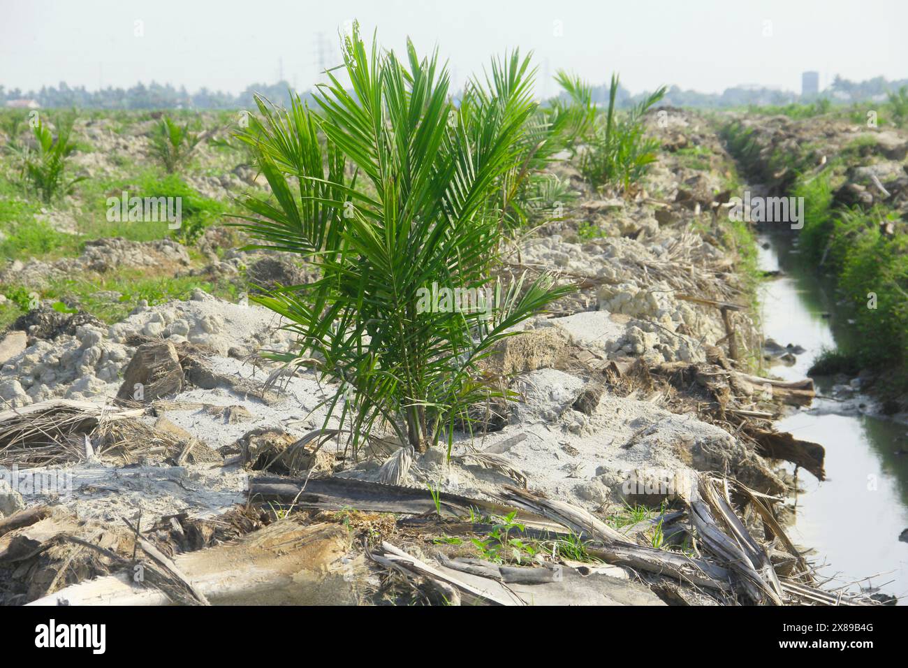 Le piantagioni di palme da olio che stanno repiantando possono vedere palme da olio che sono ancora piccole e pronte a crescere Foto Stock