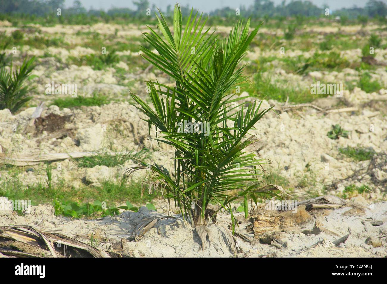 Le piantagioni di palme da olio che stanno repiantando possono vedere palme da olio che sono ancora piccole e pronte a crescere Foto Stock