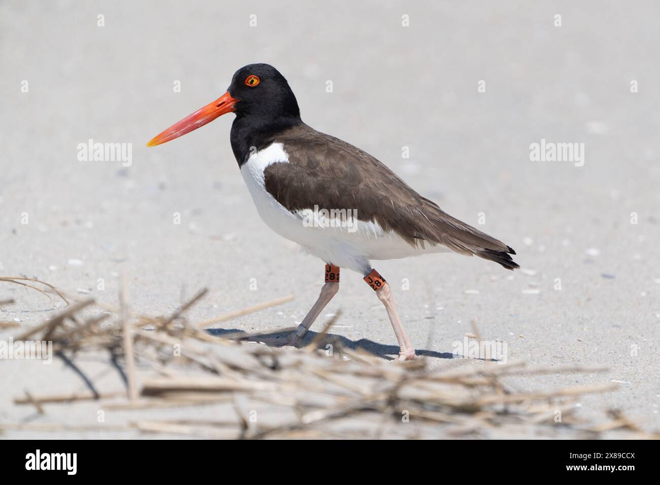 Primo piano di American Oystercatcher con bande sulle gambe che camminano sulla spiaggia protetta del Cape May Point State Park Foto Stock