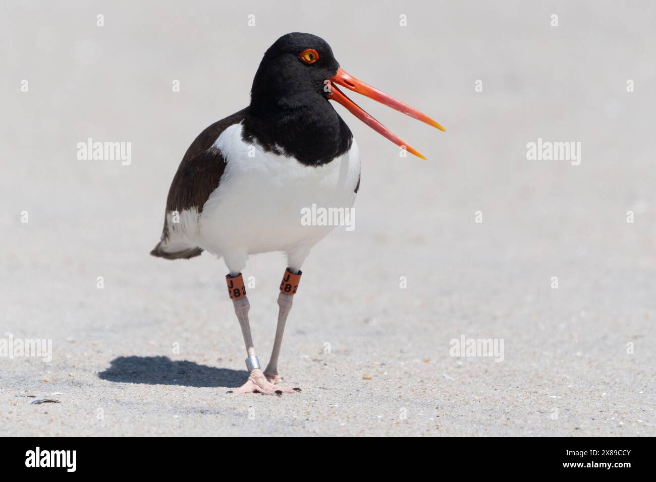 Primo piano di American Oystercatcher con bande sulle gambe che camminano sulla spiaggia protetta del Cape May Point State Park Foto Stock