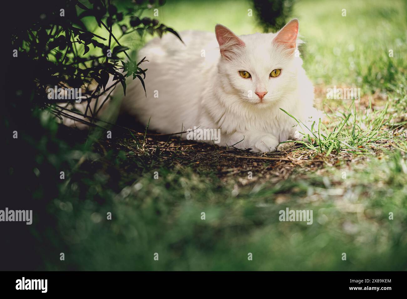 Ritratto di un gatto bianco con gli occhi gialli adagiati sotto i cespugli nel giardino Foto Stock