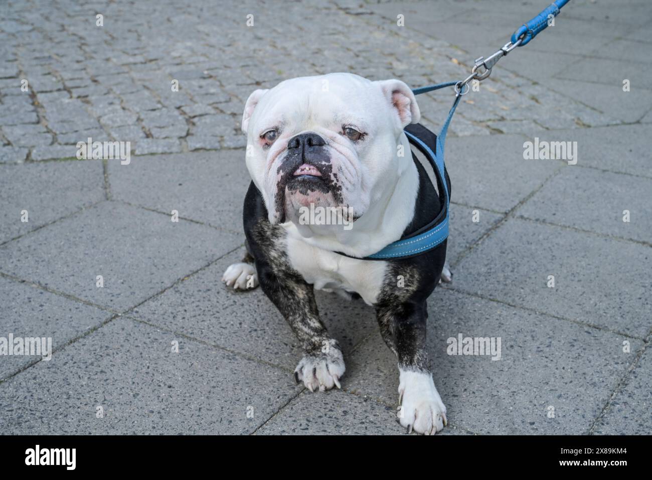 Alter Hund, englische Bulldogge, Berlin, Deutschland Foto Stock