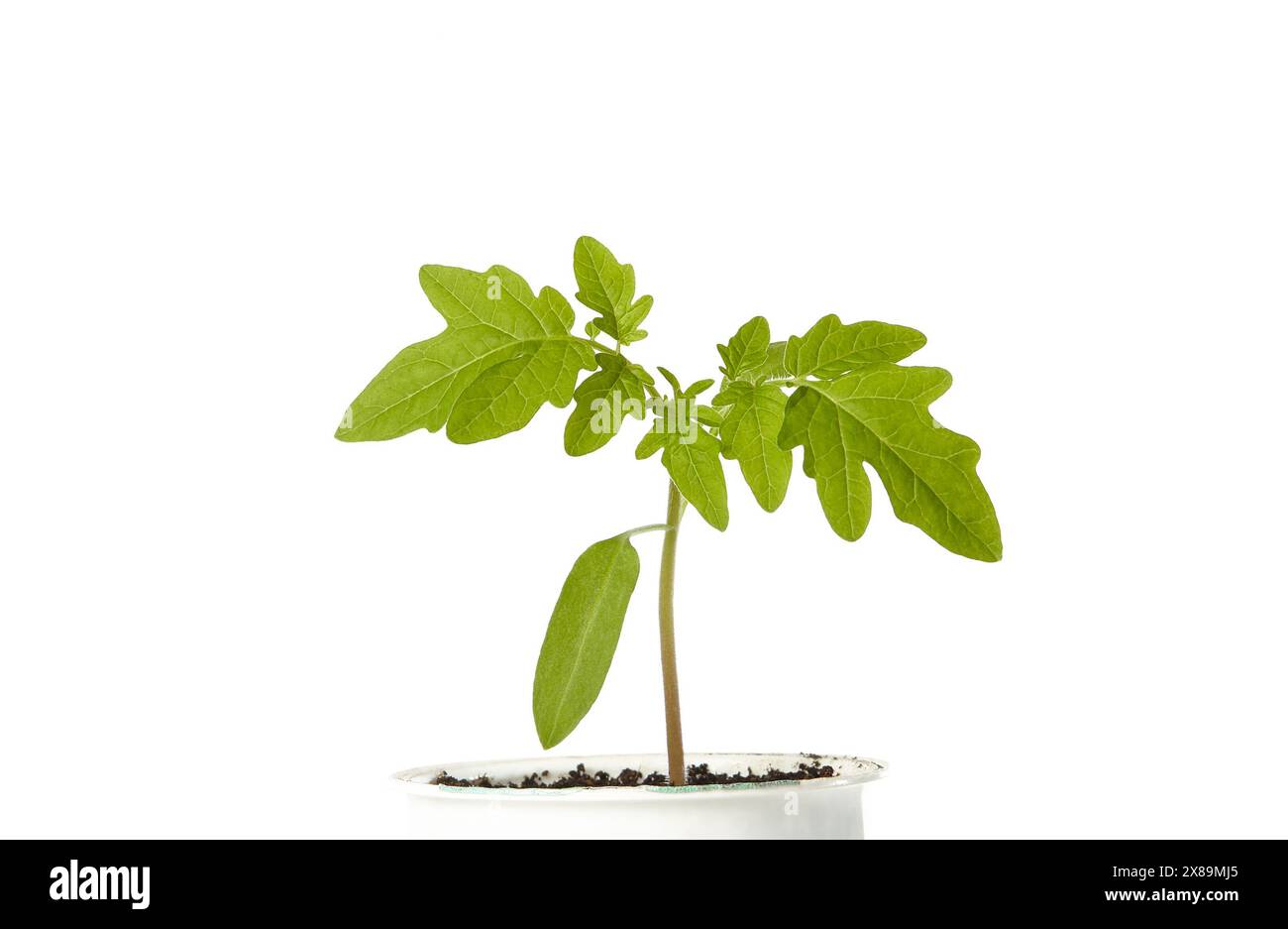 Giovani piantine di pomodoro in vaso isolate su fondo bianco. Piantine verdi di pomodori freschi Foto Stock