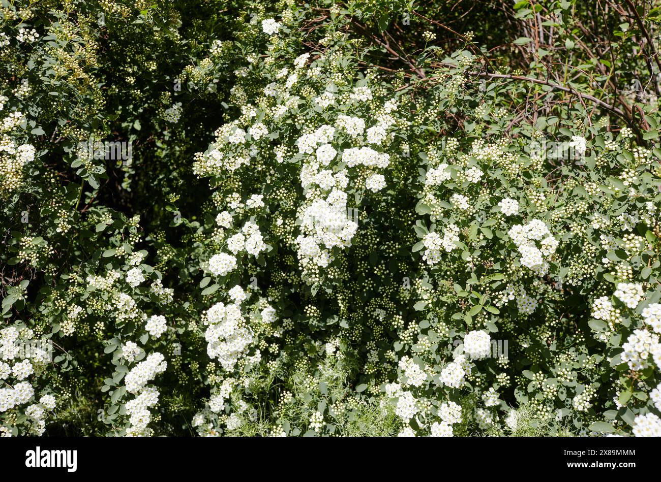 Cespuglio di fiori Spiraea Vanhouttei al parco. Bella pianta ornamentale in primavera Foto Stock