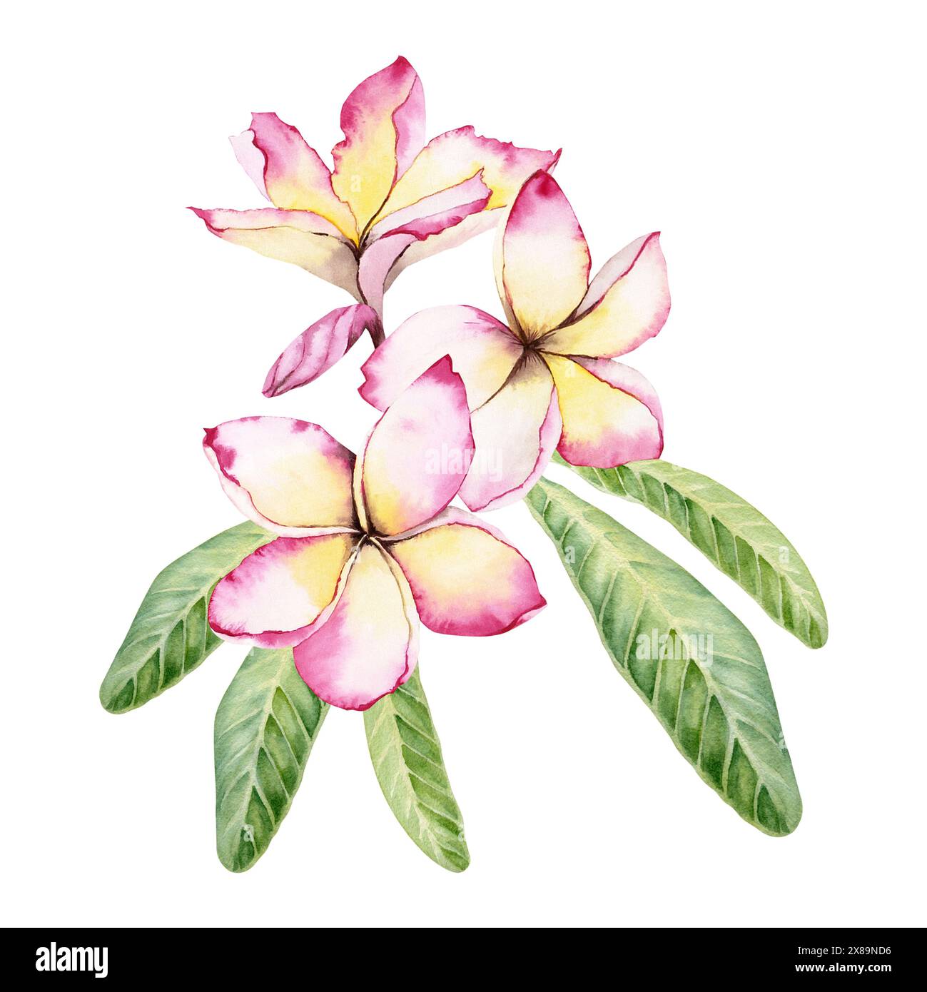 Fiori di Plumeria con foglie verdi. Struttura floreale tropicale dell'albero di frangipani. Illustrazione ad acquerello disegnata a mano isolata su sfondo bianco Foto Stock