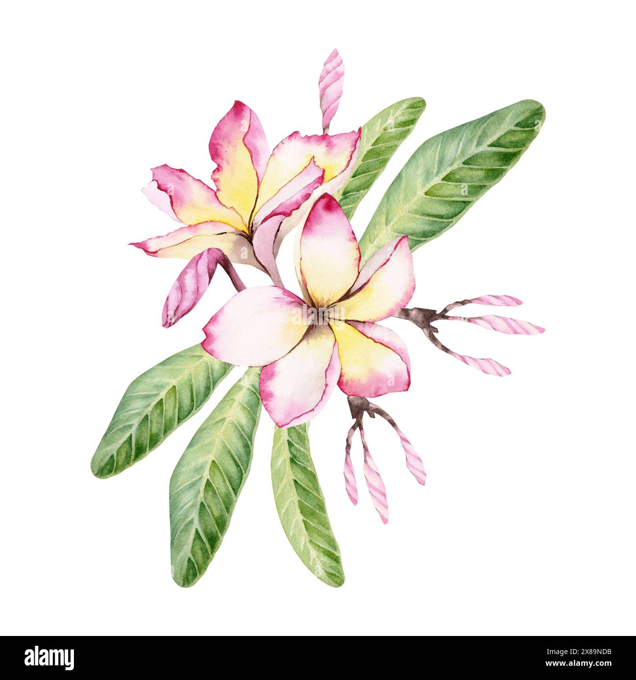 Fiori di Plumeria con foglie verdi. Struttura floreale tropicale dell'albero di frangipani. Illustrazione ad acquerello disegnata a mano isolata su sfondo bianco Foto Stock