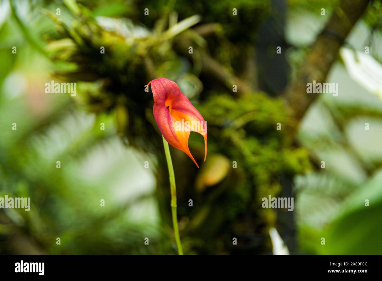 Orchidea dall'aspetto insolito nel giardino botanico Foto Stock