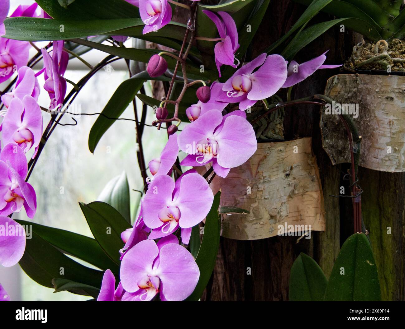 Orchidee rosa appese ai Giardini Botanici di Singapore nel 2024 Foto Stock