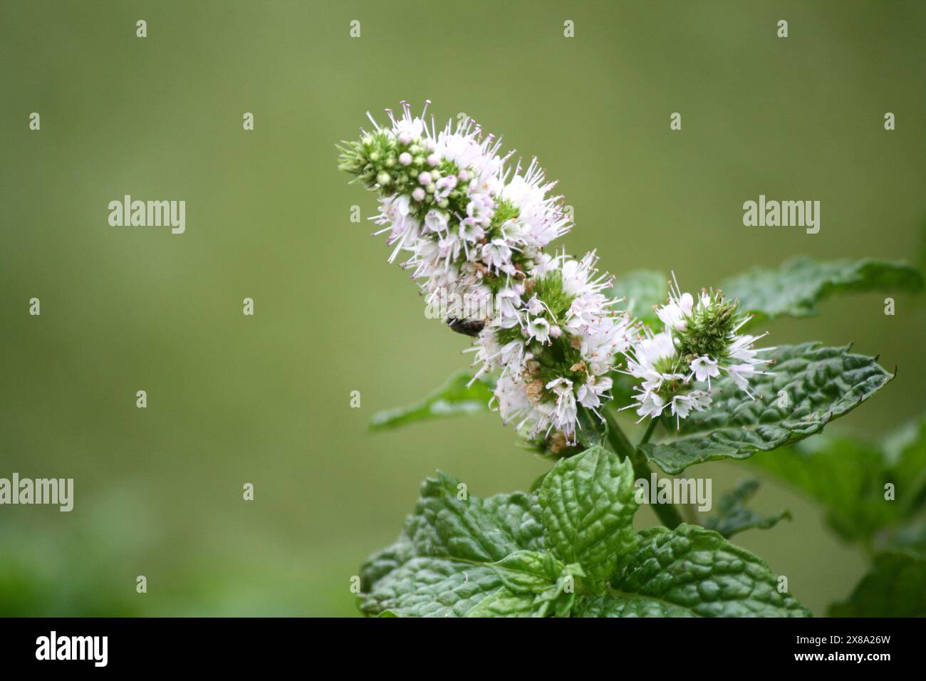 Menta selvatica (Mentha arvensis) fiori con foglie verdi : (Pix Sanjiv Shukla) Foto Stock