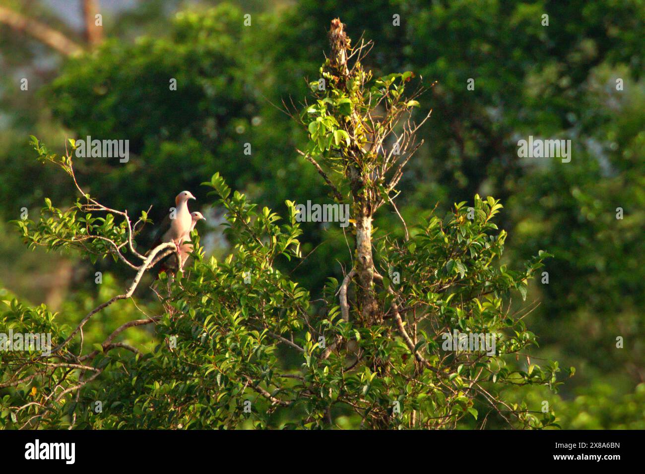 Un paio di piccioni imperiali verdi (Ducula aenea) su un albero ai piedi del Monte Tangkoko e del Monte Duasudara nel Nord Sulawesi, Indonesia. Foto Stock