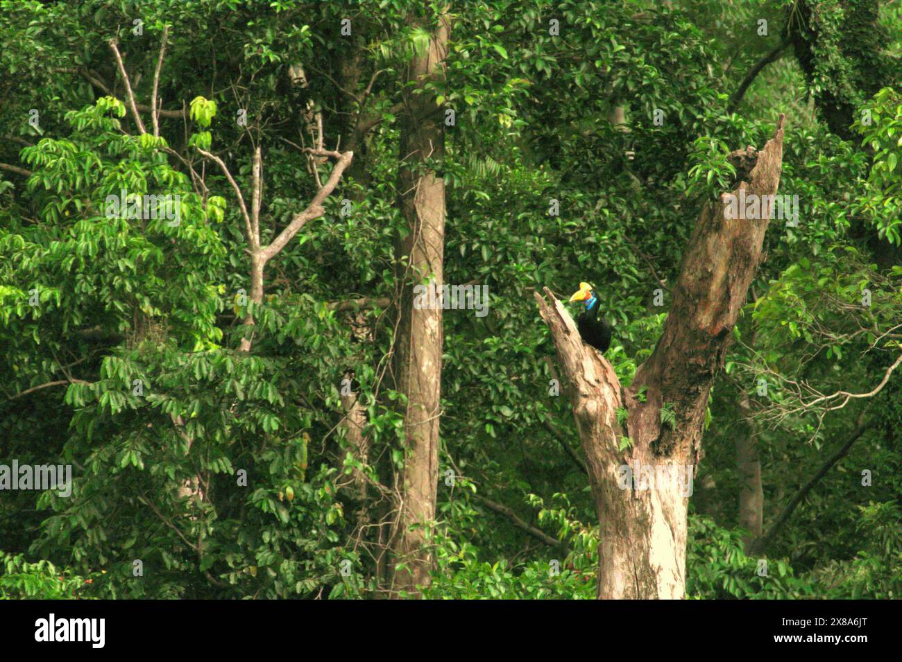 Un carpino bussato (Rhyticeros cassidix) femmina appollaiato su un albero morto ai piedi del Monte Tangkoko e del Monte Duasudara nel Sulawesi settentrionale, Indonesia. Foto Stock