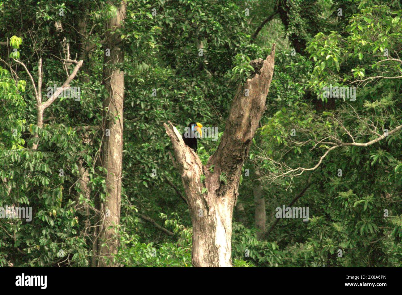 Un carpino bussato (Rhyticeros cassidix) femmina appollaiato su un albero morto ai piedi del Monte Tangkoko e del Monte Duasudara nel Sulawesi settentrionale, Indonesia. Foto Stock