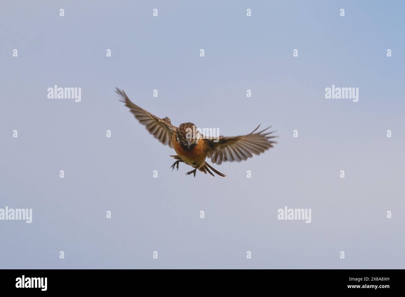 La Stonechat europea si nutre quasi interamente di invertebrati come insetti e larve di piccole e medie dimensioni. Spesso va a caccia da un persico poco esposto. Foto Stock