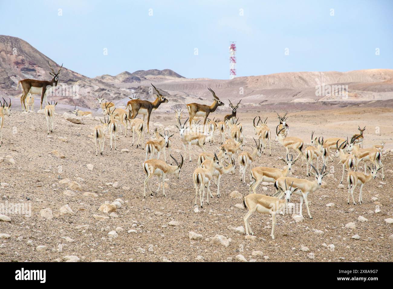 Una mandria di antilopi pascolano pacificamente in mezzo alla dura bellezza di un paesaggio desertico, sotto l'occhio vigile della connettività moderna. Foto Stock