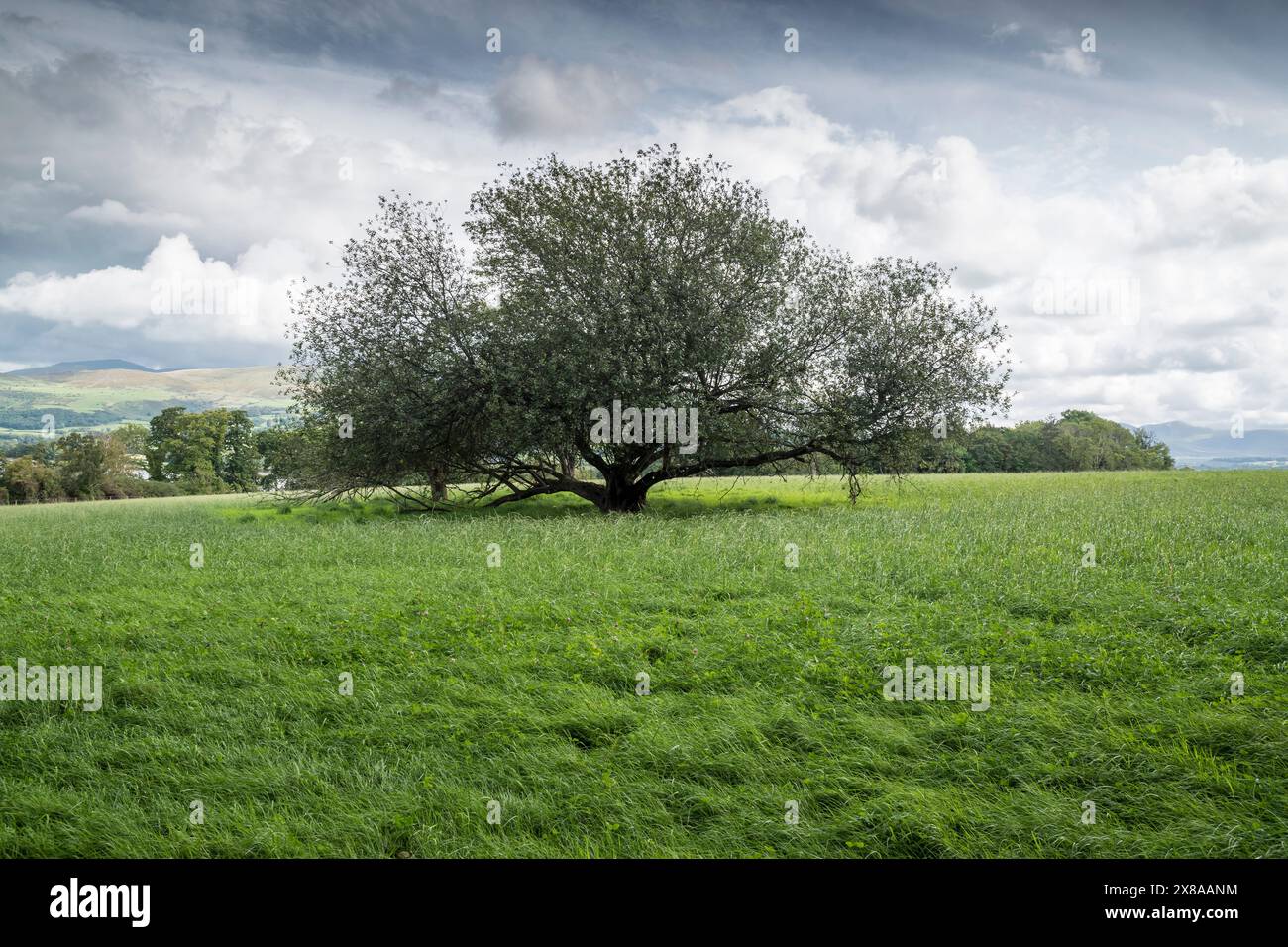 Albero solitario in un campo vicino a Bangor nel Galles del Nord con le colline di Bethesda sullo sfondo Foto Stock