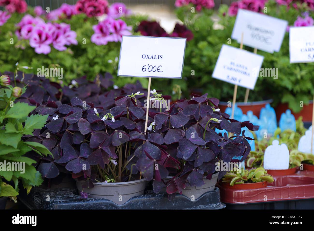 Oxalis triangularis in vendita in un popolare mercato di strada Foto Stock