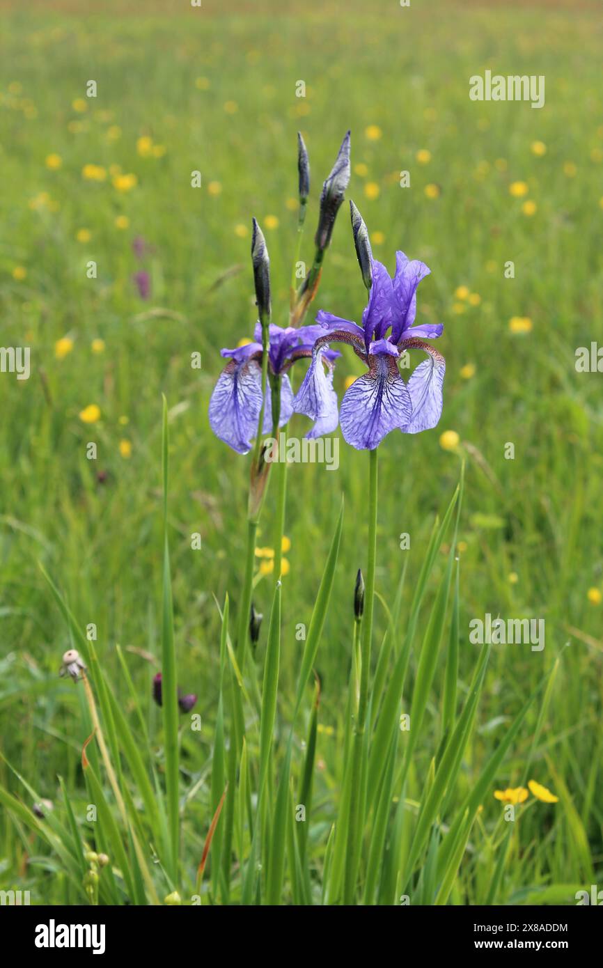 iris viola su un lussureggiante prato di montagna Foto Stock