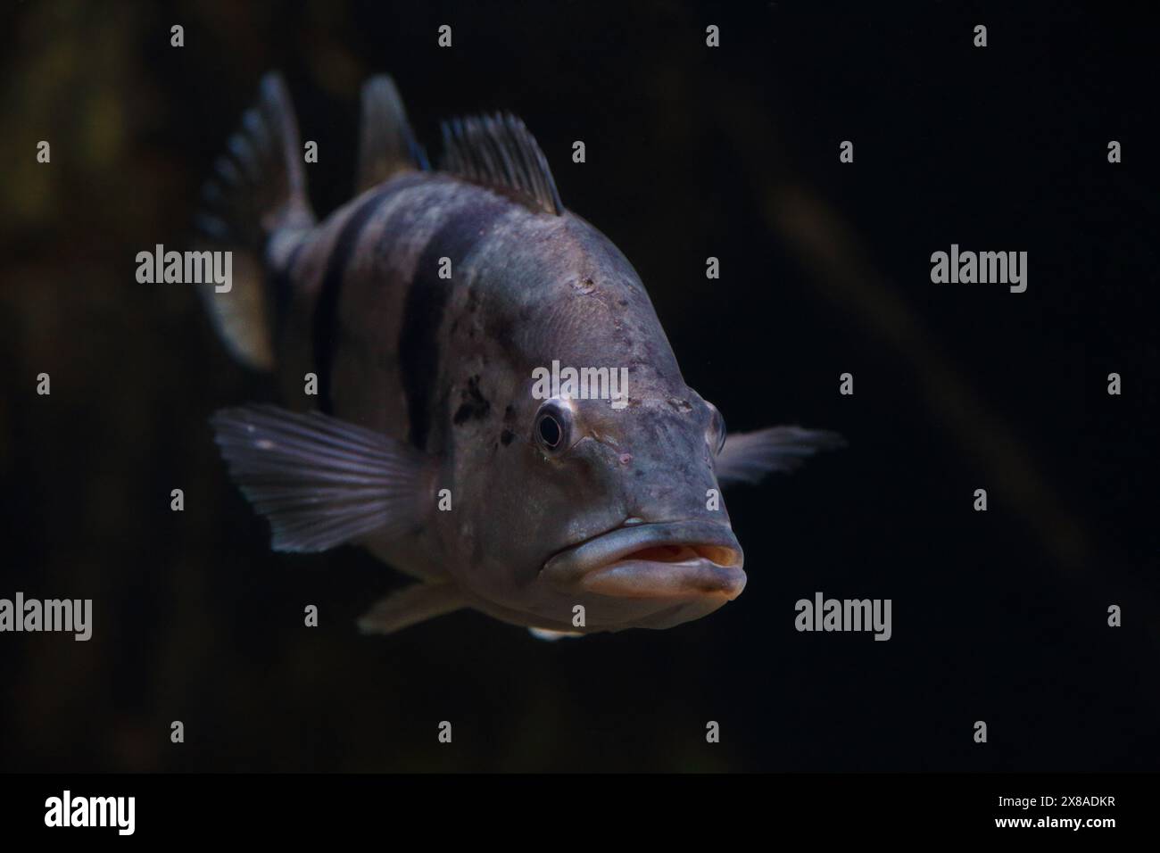 Primo piano di Cichla temensis subacqueo. Foto Stock