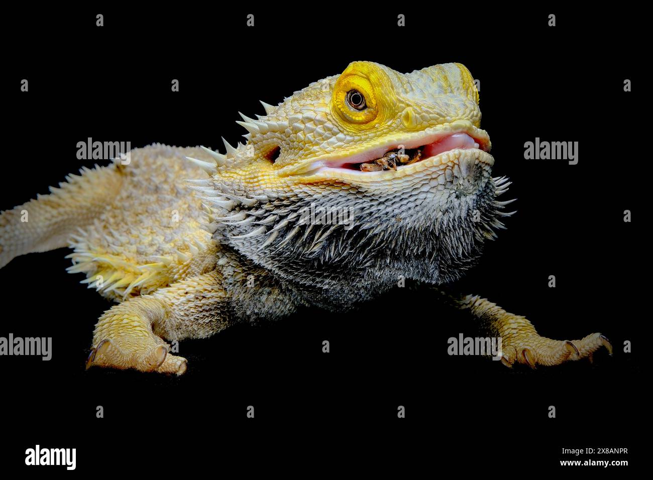 primo piano di un drago barbuto Foto Stock