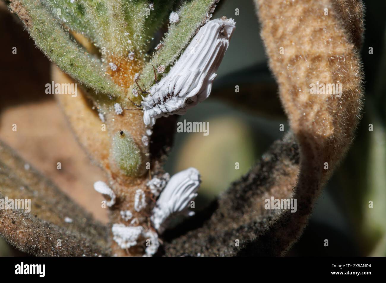 Cottony mealybug (Planococcus citri) parassita su rockrose cistus albidus cespuglio. Alcoy, Spagna. Foto Stock