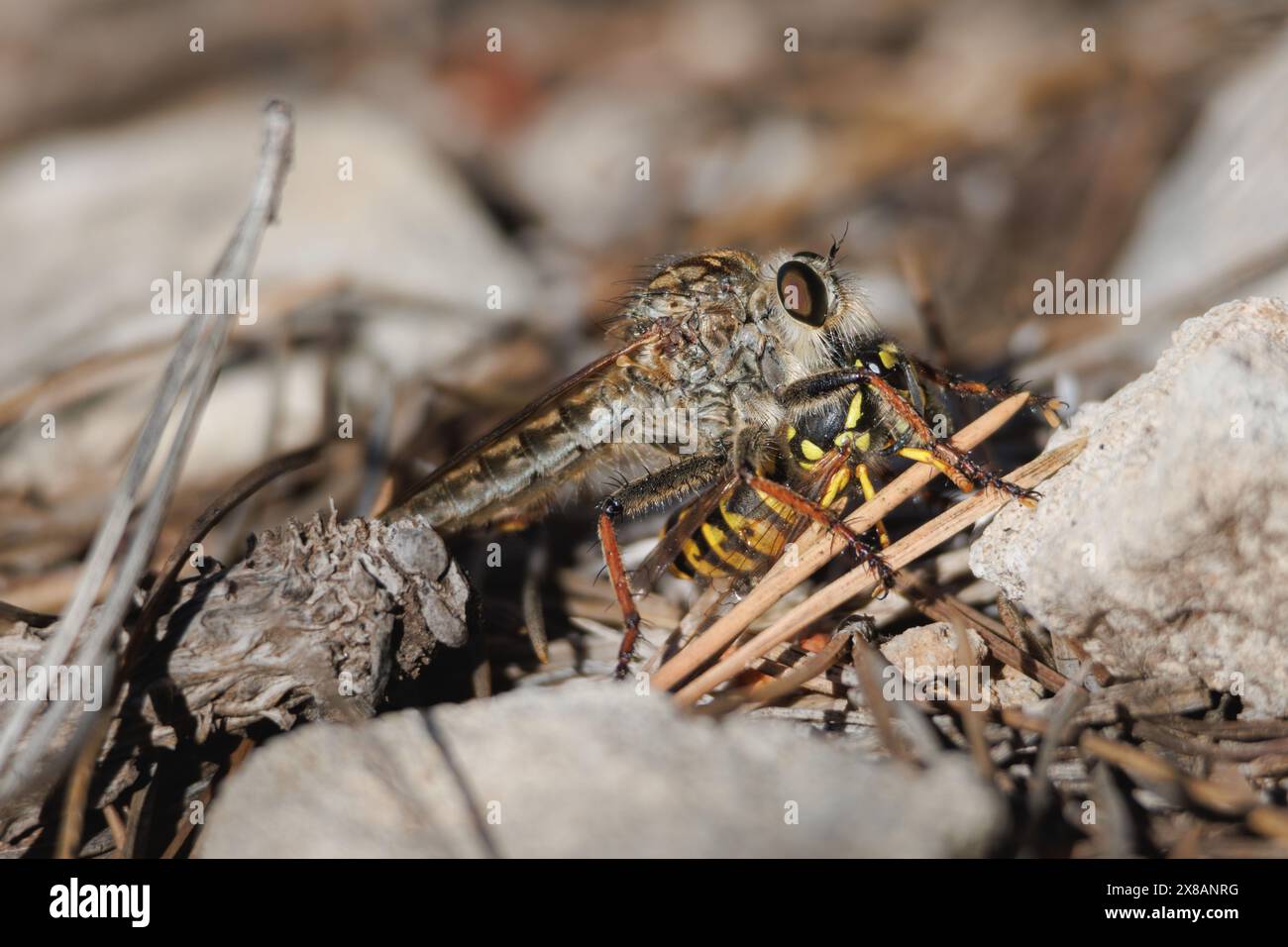 Killer Fly Asilidae che mangia una vespa a terra nel parco naturale della Sierra de Mariola, Alcoy, Spagna Foto Stock