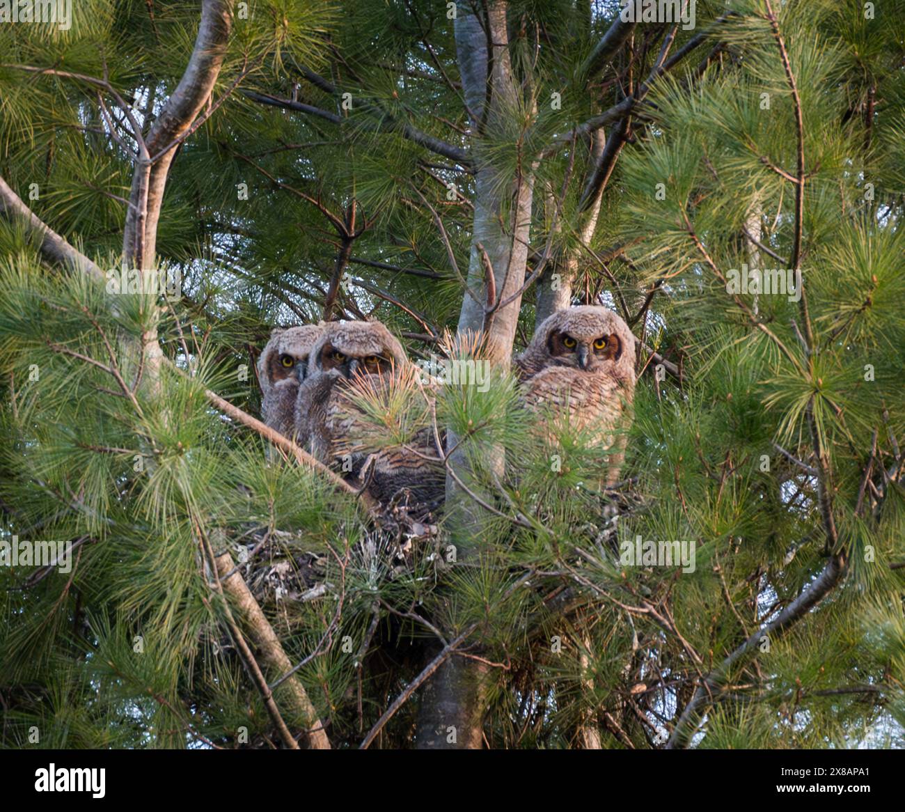 Tre piccoli grandi gufi corniati in un nido di pino il giorno di primavera. . Foto Stock