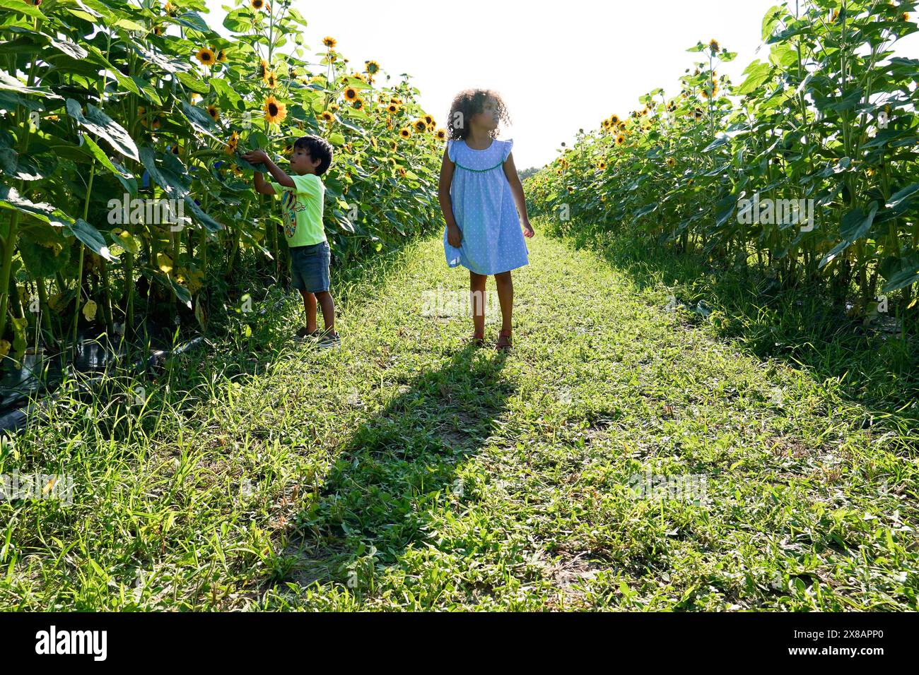 Due bambini che esplorano un campo di girasole in una giornata di sole. Foto Stock