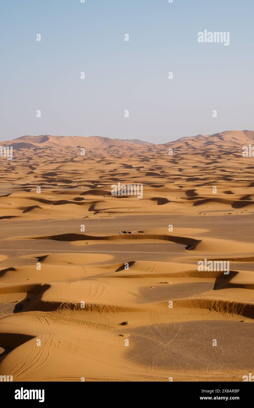 Immagine verticale di un uomo che guida due cammelli attraverso il deserto. Foto Stock