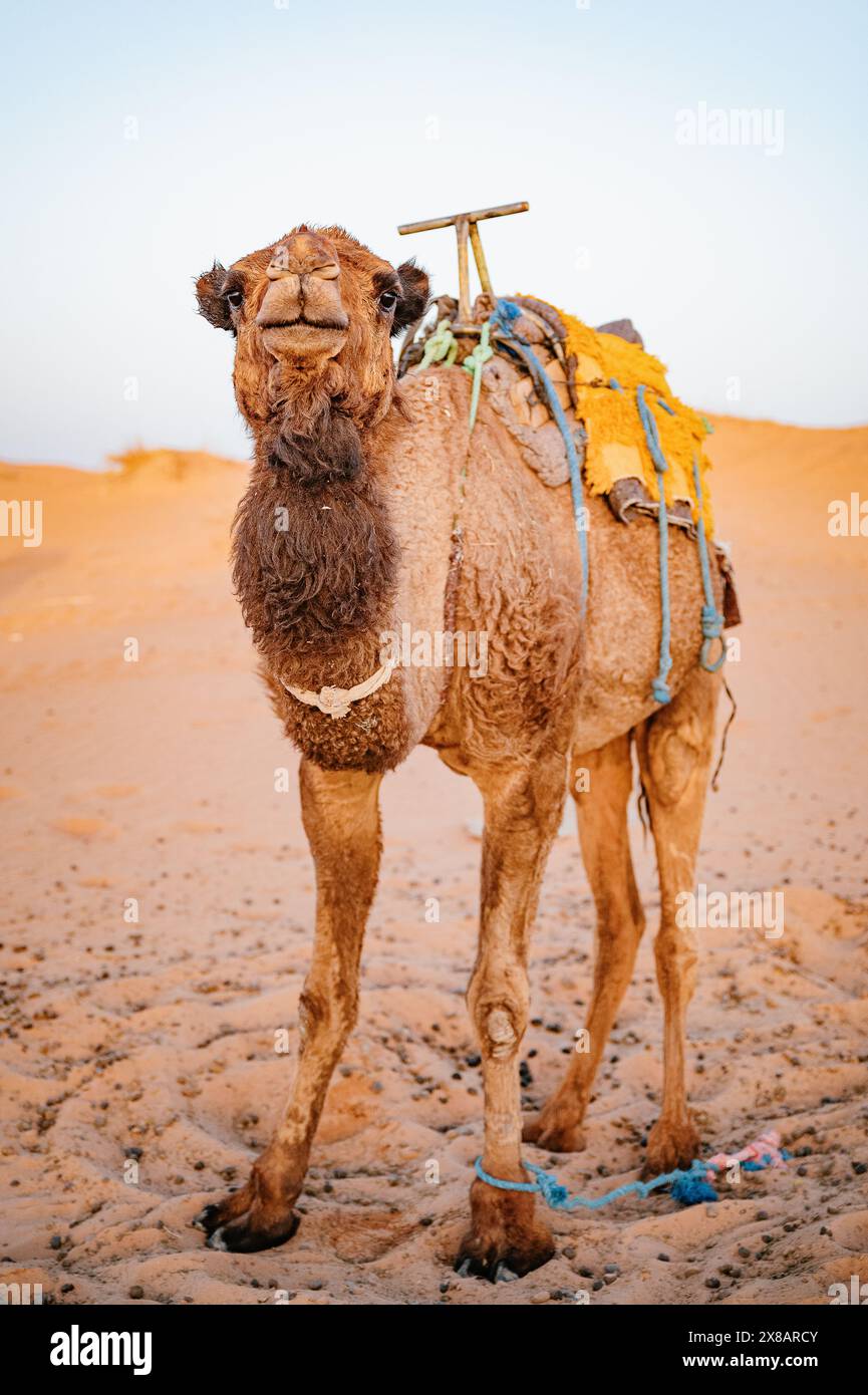Un giovane dromedario posa per la macchina fotografica nel deserto. Foto Stock