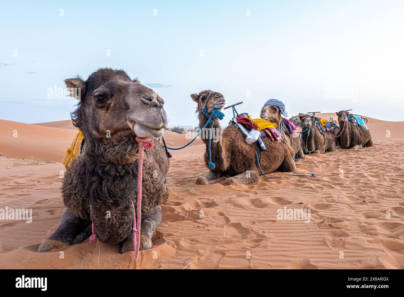 Una fila di cinque cammelli giace sulla sabbia del deserto del Sahara. Foto Stock