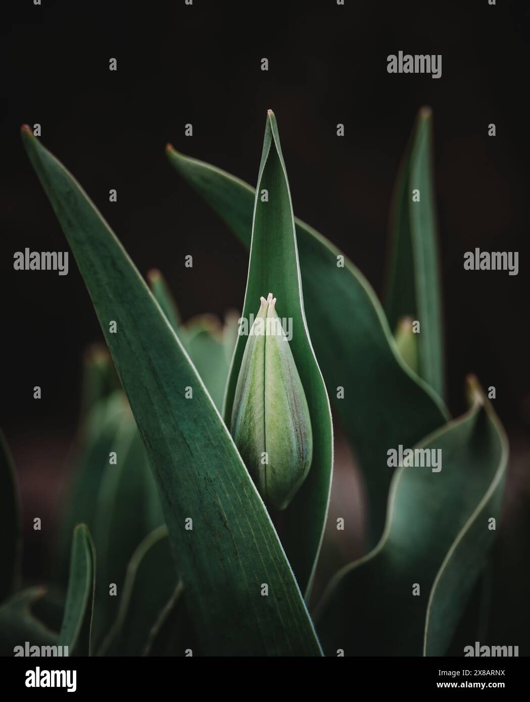 Primo piano di boccioli di tulipani che emergono dalle foglie il giorno di primavera. Foto Stock