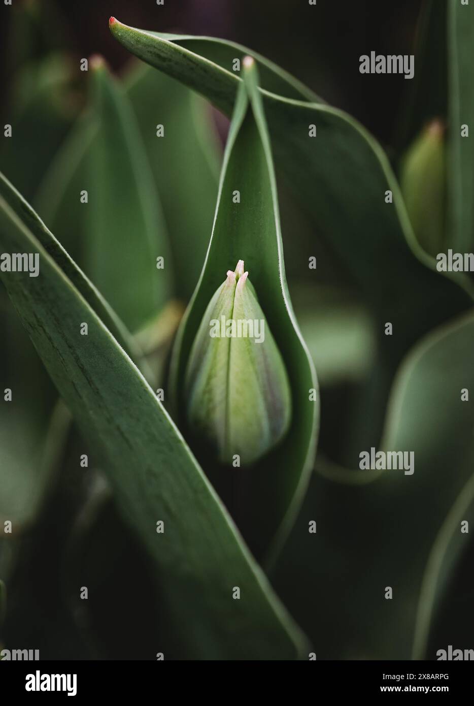Primo piano di boccioli di tulipani che emergono dalle foglie il giorno di primavera. Foto Stock