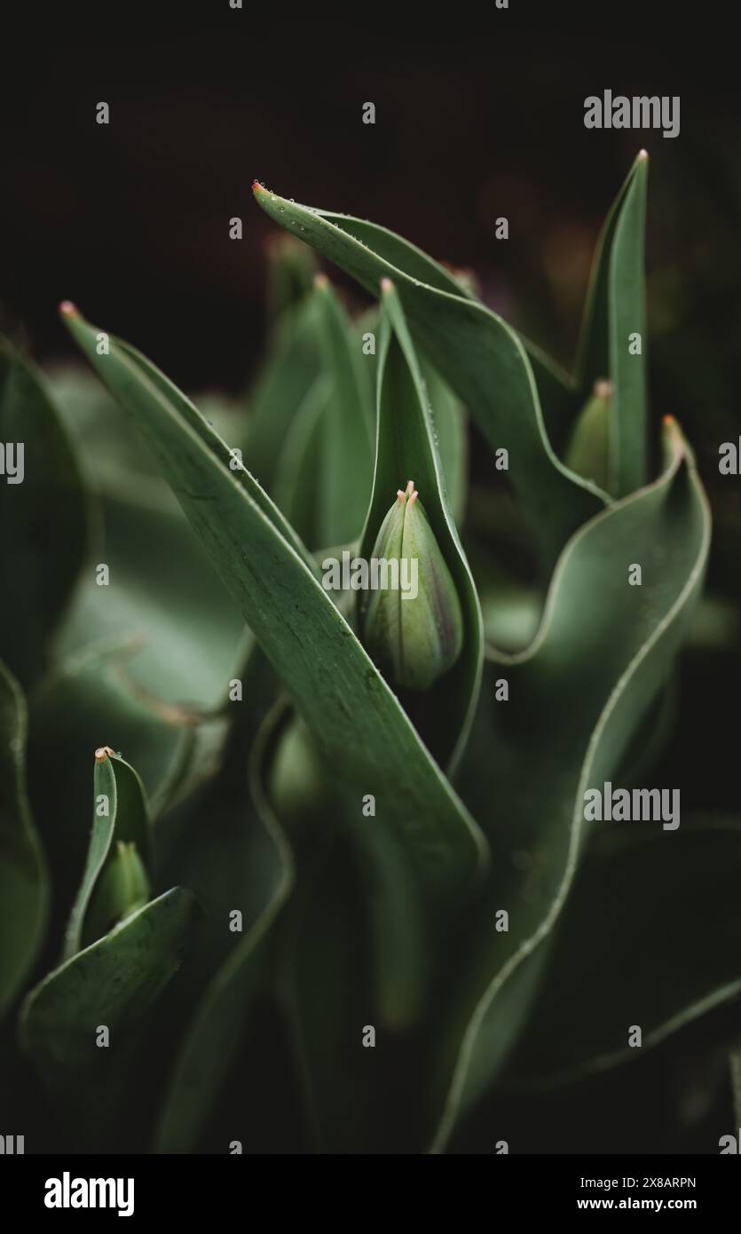Primo piano di boccioli di tulipani che emergono dalle foglie il giorno di primavera. Foto Stock