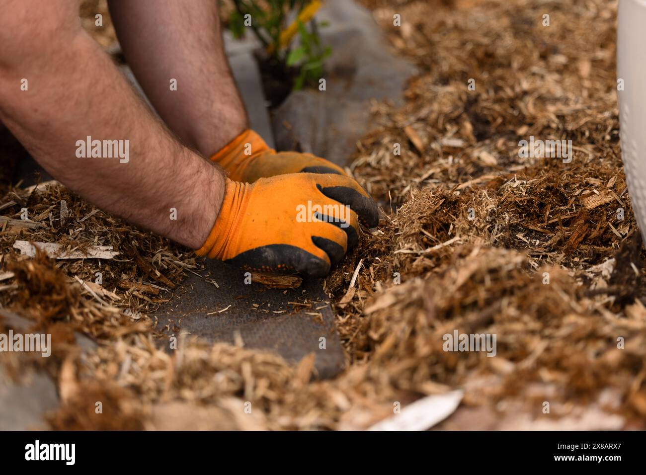 Cura del giardino della natura Foto Stock
