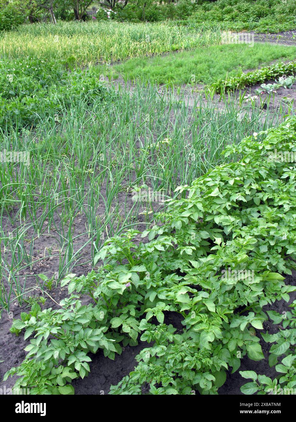 coltivate biologicamente varie verdure nell'orto, in estate Foto Stock
