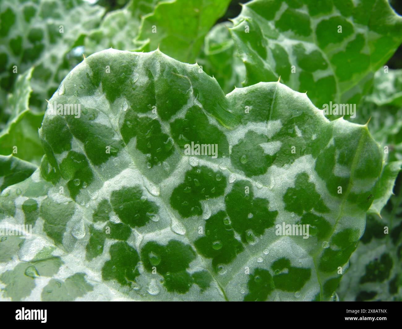 primo piano delle foglie del cardo di latte (Silybum marianum, cardo di latte benedetto) Foto Stock