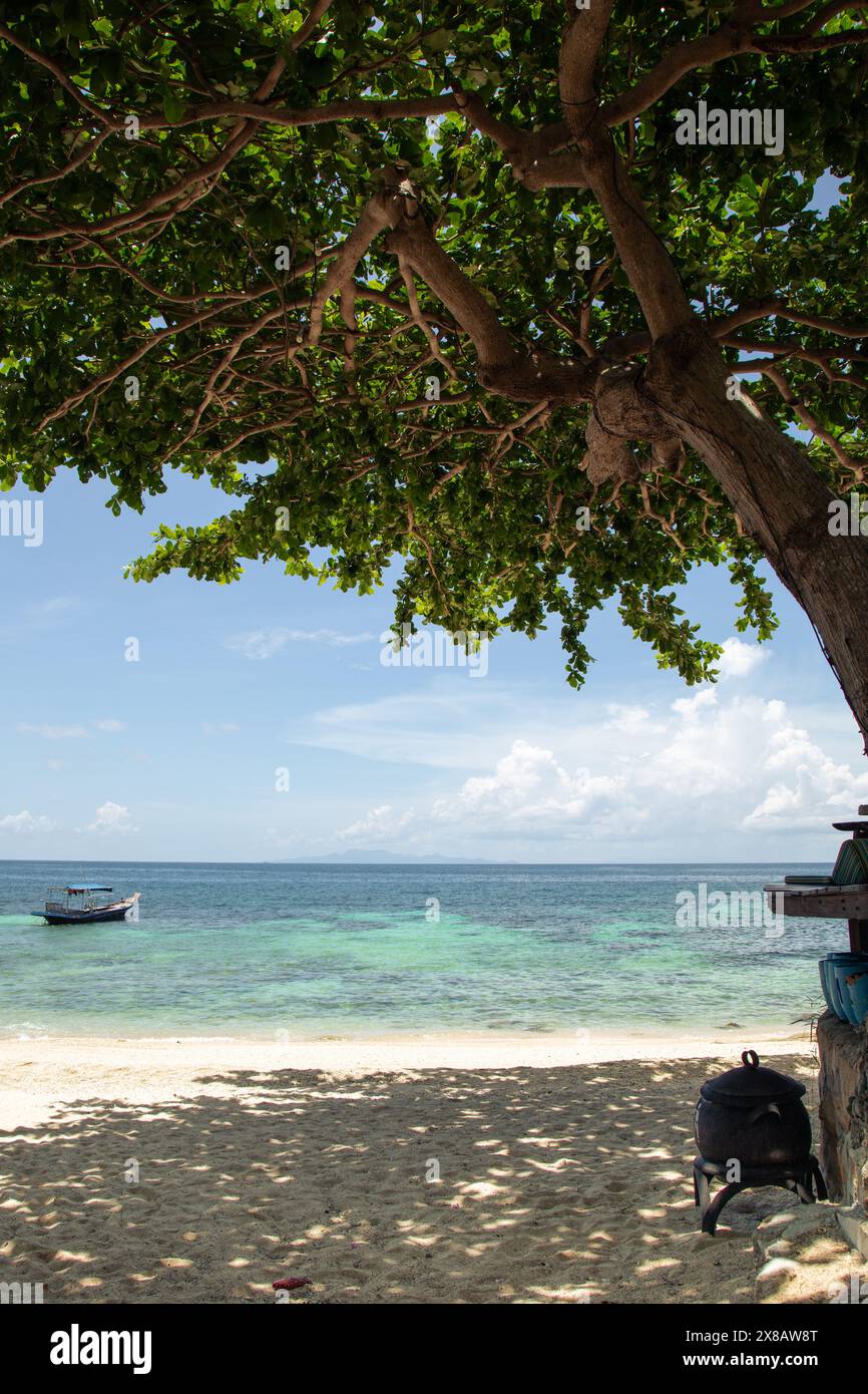 Albero gigante sulla spiaggia tropicale sabbiosa di Koh Tao, Thailandia Foto Stock