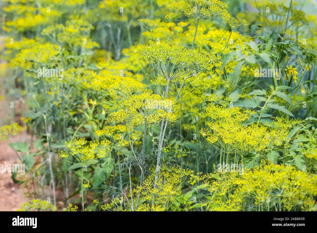 Piante di aneto fresche che crescono sul letto vegetale. Foto Stock