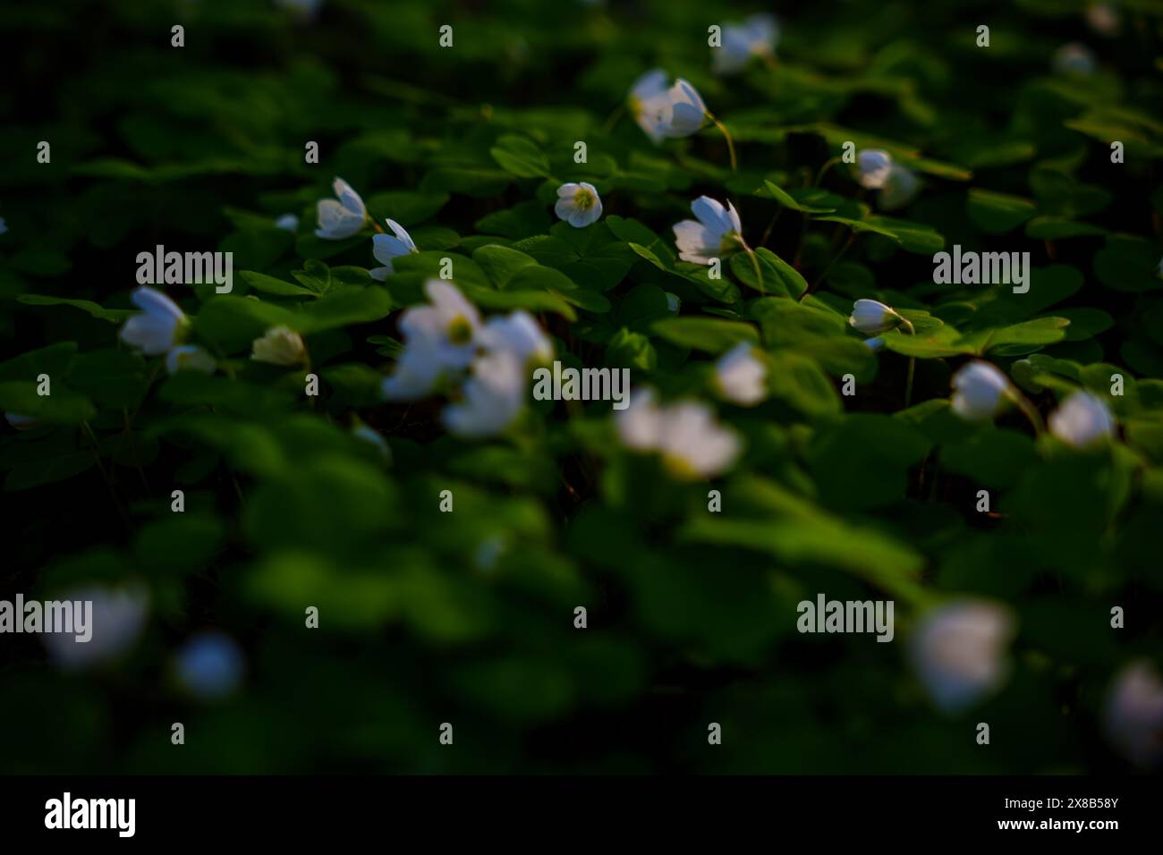 Una foto scura e contrastante di un trifoglio in una foresta primaverile. Foto di alta qualità Foto Stock