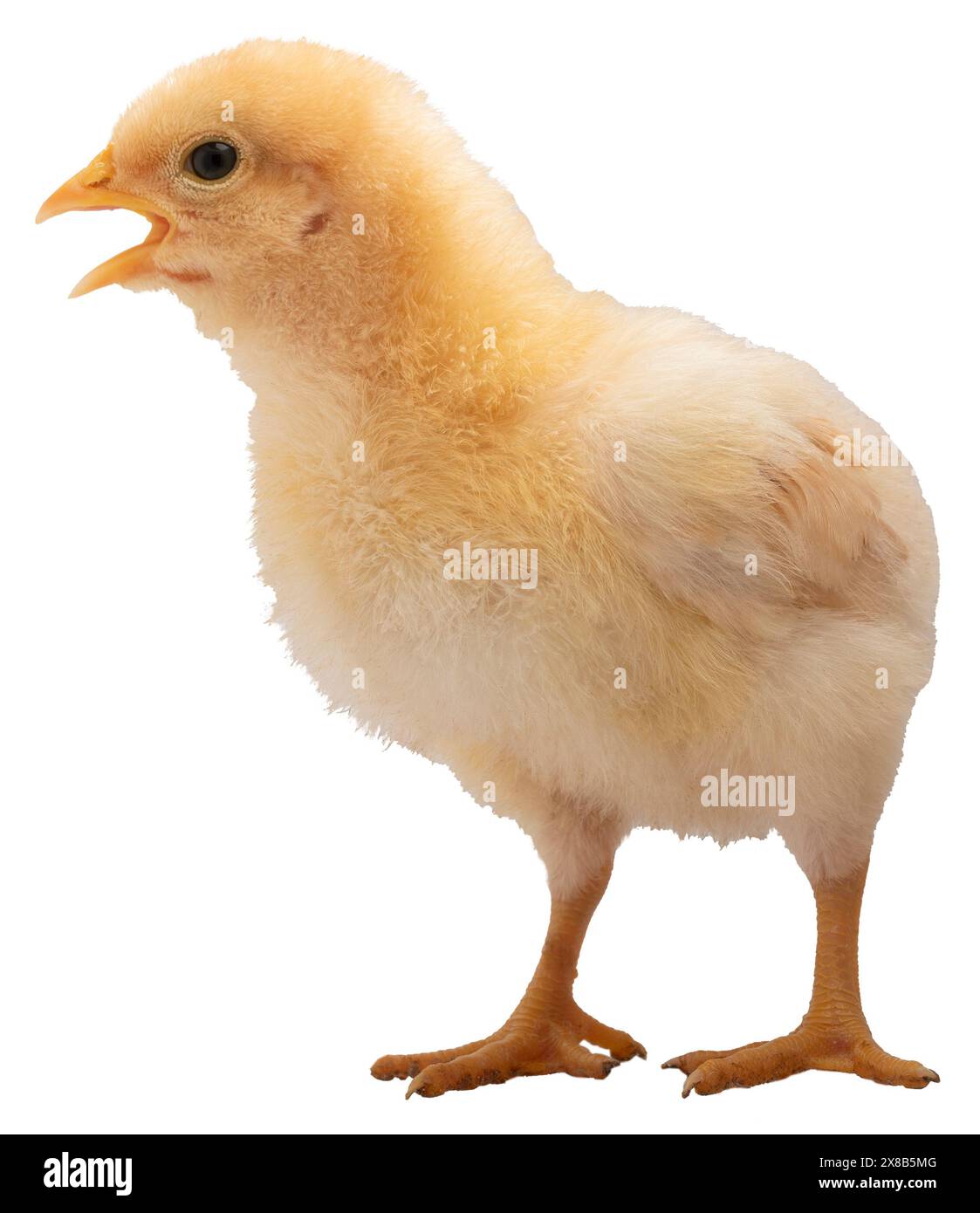 Buff Orpington Chicken Chick che sta strisciando contro qualcosa alla sua destra isolato in uno studio shot. Foto Stock