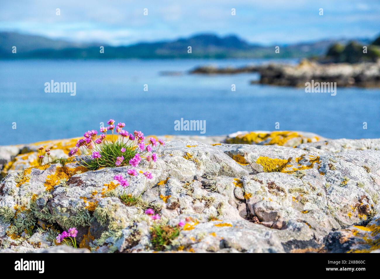Armeria maritima (thrift / Sea thrift / Sea Pink ) su una roccia sulla costa occidentale della Scozia Foto Stock