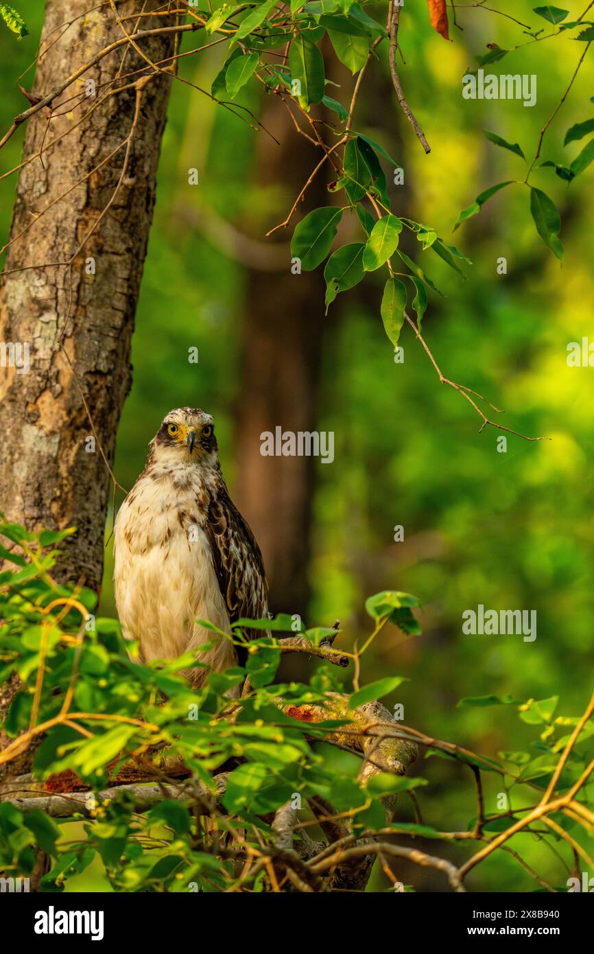 Giovanile Crested Serpent Eagle in India Foto Stock