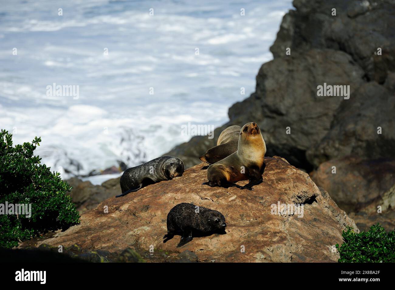 Foche da pelliccia di Capo Palliser, nuova Zelanda Foto Stock