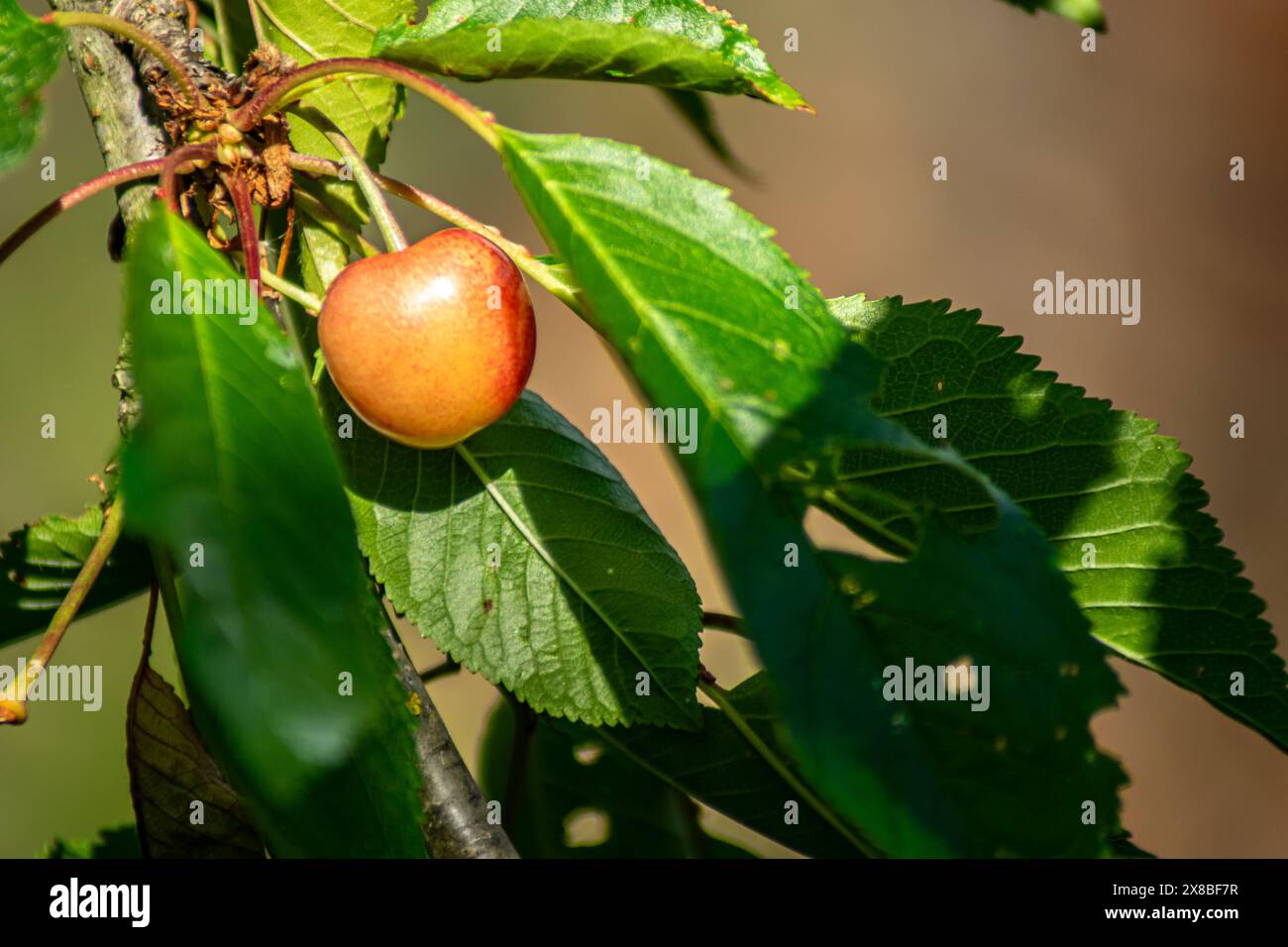 Ciliegio rosso appeso su un ramo di ciliegio. Frutta primaverile Foto Stock