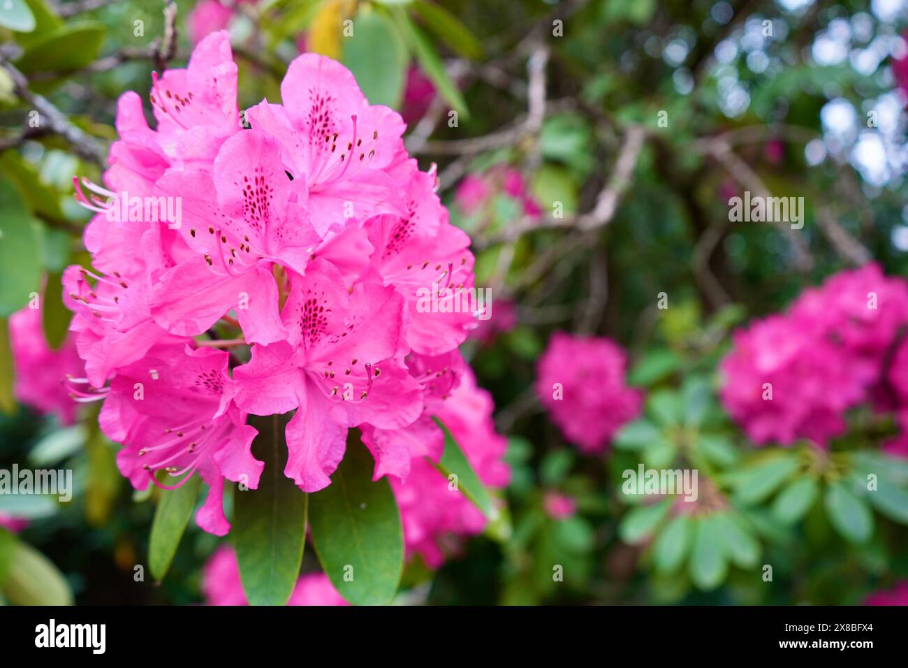 Splendidi fiori rosa di rododendro con vegetazione alle spalle. (Rhododendron Catawbiense.) Foto Stock