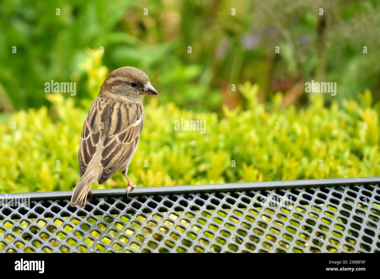 Brown Old World Sparrow seduto su una panchina in un giardino del Kent con vegetazione alle spalle. Foto Stock