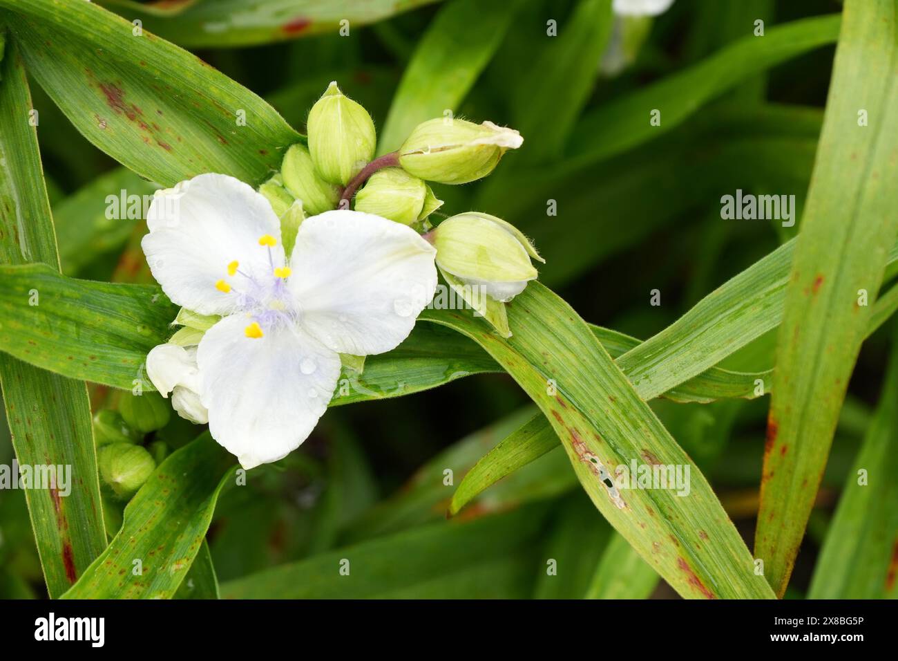 Una bellissima verga bianca e gialla della Virginia, Tradescantia virginiana, con vegetazione alle spalle. Foto Stock