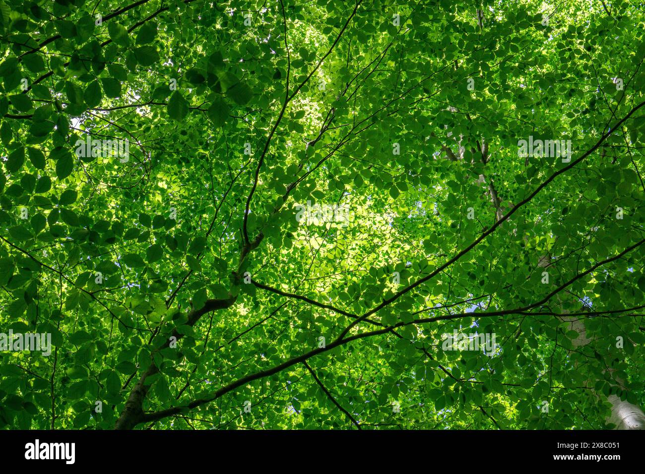 Baldacchino con foglie di faggio verde nel bosco di Vienna a St. Corona Foto Stock