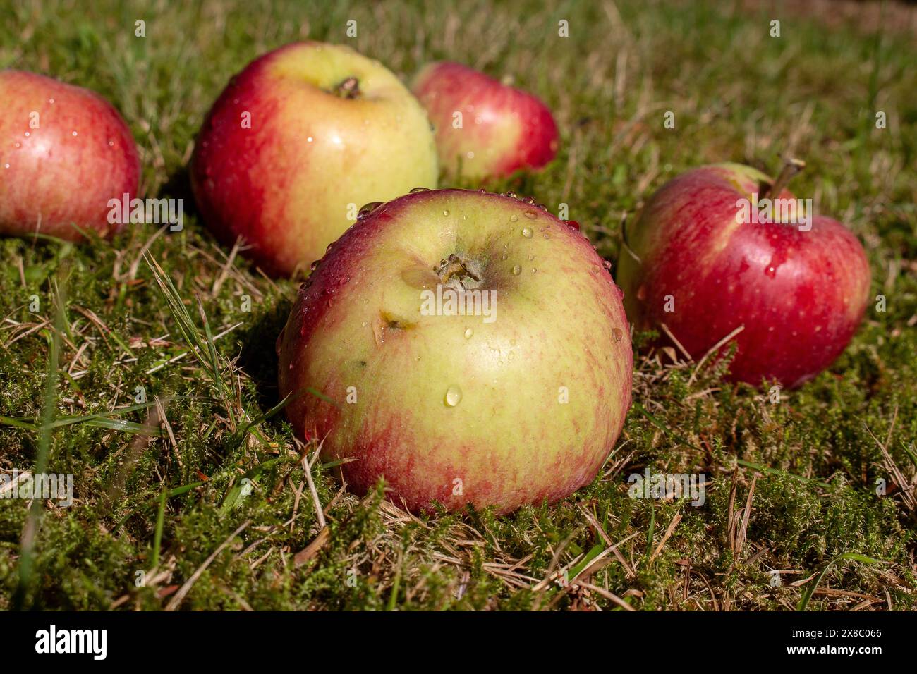 Rosso-giallo, succose, appetitose, deliziose e appetitose mele biologiche. Non solo hanno un sapore buono e delizioso, sono anche molto sani. Foto Stock